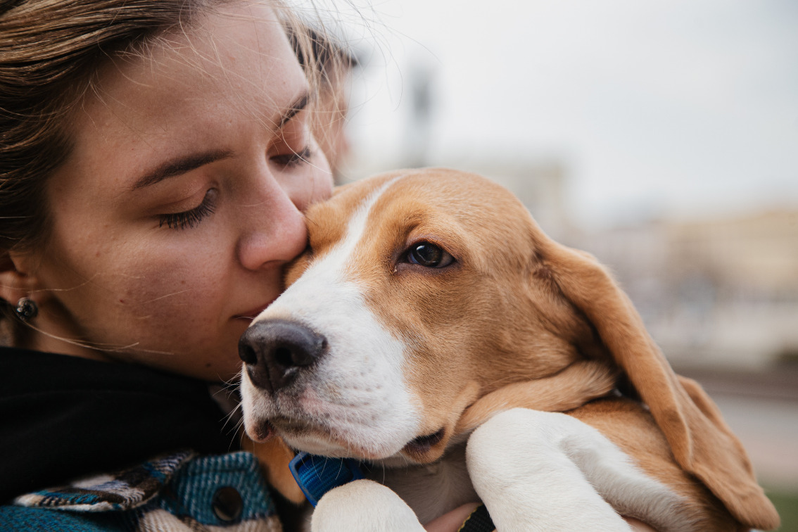 companion pets