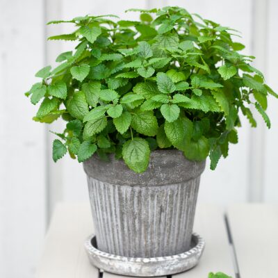 indoor oasis, houseplants